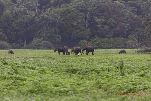 036 LOANGO Inyoungou Prairie avec Troupeau Elephants et Buffles 12E5K2IMG_79011wtmk.jpg